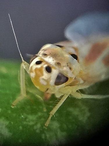 Arboridia sp.
